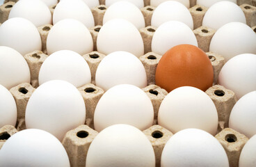 a brown egg among white eggs in the egg carton ,differentiated ,unique ,individual ,think different ,independent and diversity concept , selective focus