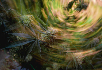 Premium cannabis plants in a greenhouse ready for harvest.