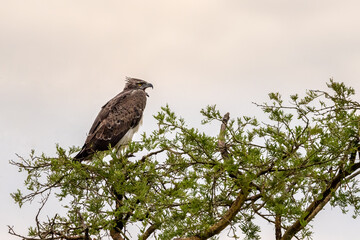 A martial eagle, Polemaetus bellicosus, perched in a tree in Queen Elizabeth National Park, Uganda. This large eagle is now an endangered species. Early morning light.