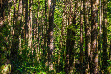 Obraz premium Trekking through Peulla, Chile, Andean Crossing