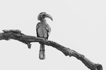 black and yellow billed hornbill