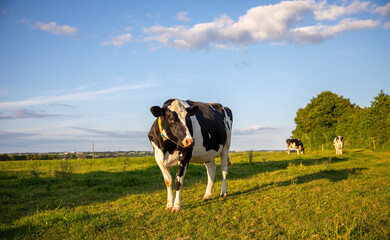 Troupeau de vaches laitières noir et blanche en pleine nature au printemps. - 745061612