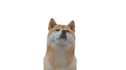 Obraz premium 柴犬