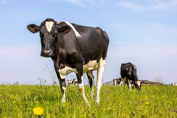 Troupeau de vaches laitières noir et blanche en pleine nature au printemps.