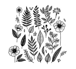 Plant and flower graphic asset hand drawn sketch