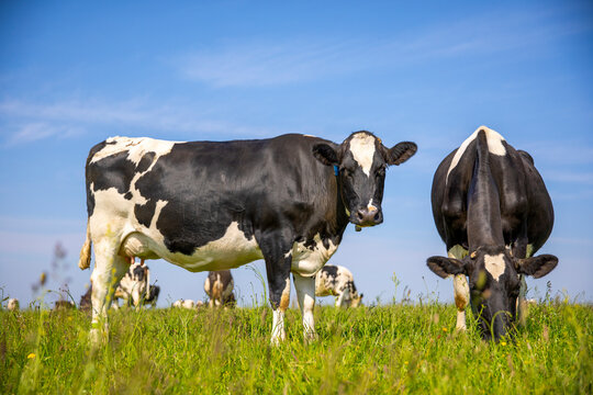 Troupeau de vaches laiti&egrave;res noir et blanche en pleine nature au printemps.