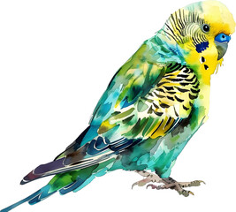 Colorful Watercolor Bird Illustration for Sale