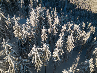 Magical fairytale aerial canopy winter view of snow-covered trees in Germany's Black Forest