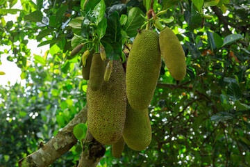 Green jackfruit grow on the Jack fruit tree