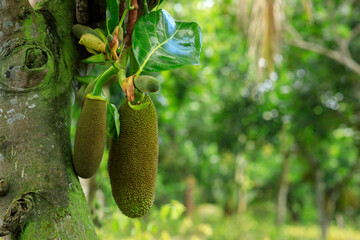 Green jackfruit grow on the Jack fruit tree