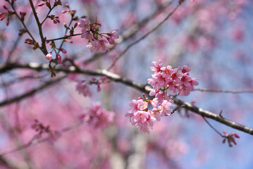 Pink blossoms on the blue sky