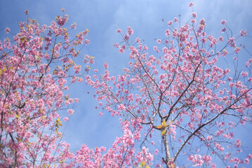Pink blossoms on the blue sky