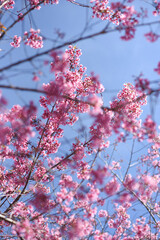 Pink blossoms on the blue sky