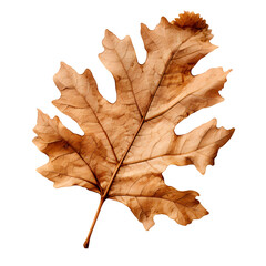 dry oak leaf, leaves, oak leaf, dry leaf, dead leave, artistic dry leaf, beautiful leaf, nature