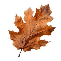 dry oak leaf, leaves, oak leaf, dry leaf, dead leave, artistic dry leaf, beautiful leaf, nature
