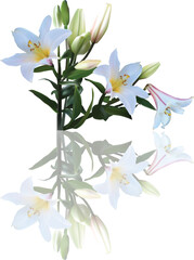 Fototapeta na wymiar light lily blossoming branch with reflection on white