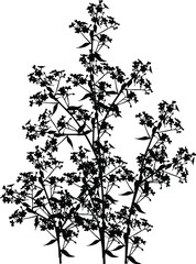 black wild flowers high silhouettes on white background