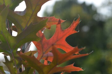 Autumn leaves of pin oak Quercus palustris 'Green Pillar'