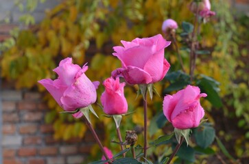 Pink flowers of Rosa 'Queen Elizabeth'