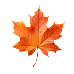 Naklejka premium autumn maple leaf, artistic maple leaf, single maple leaf