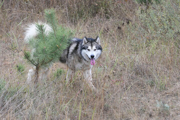 A Malamute dog runs in a field among dry grass.