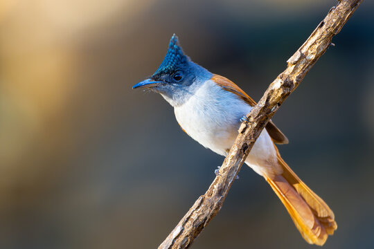 Female Indian Paradise Flycatcher in beautiful morning light