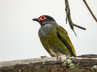 Australian Figbird in Queensland Australia