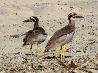 Beach Thick-knee in Queensland Australia