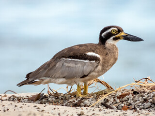 Beach Thick-knee in Queensland Australia
