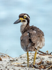 Beach Thick-knee in Queensland Australia