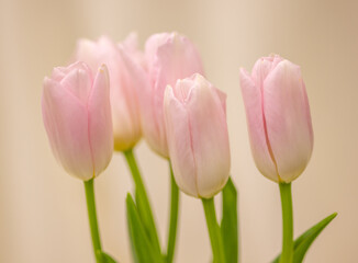 light pink tulips on beige background