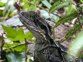 Eastern Water Dragon in Queensland Australia