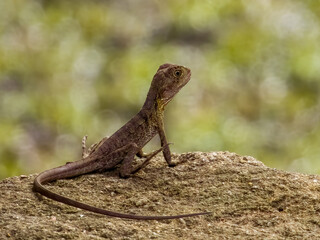 Eastern Water Dragon in Queensland Australia