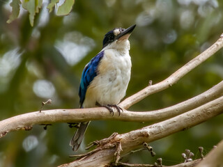 Forest Kingfisher in Queensland Australia