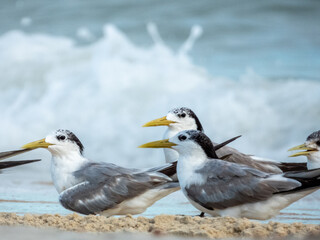 Great Crested Tern in Queensland Australia