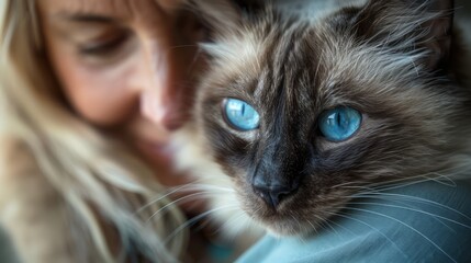 Close-up Portrait of a Blue-eyed Siamese Cat with Woman in Background