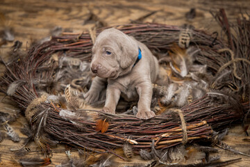 newborn weimaraner puppy