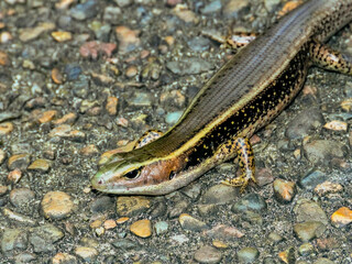 Major Skink in Queensland Australia