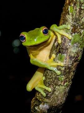 Orange-eyed Tree Frog in Queensland Australia