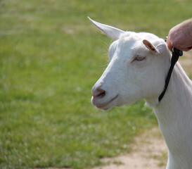 The Head of a Pure White Farm Goat.