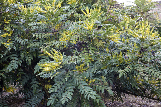 Mahonia x media 'Charity ' is an ornamental flowering shrub