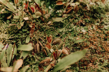 Dangerous wild plants growing in nature. Natural exotic green tropical background