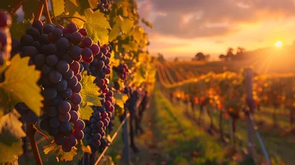 Fotobehang Vineyards at sunset in autumn harvest. Ripe grapes in fall.  © Ziyan