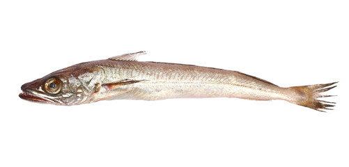 European hake or Atlantic herring, Merluccius merluccius, isolated on white
