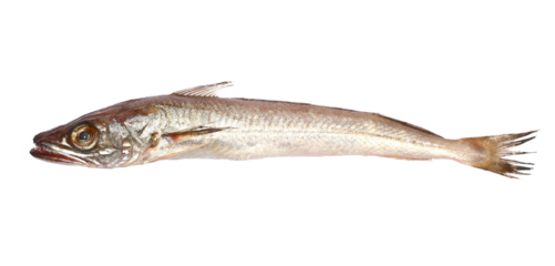 European hake or Atlantic herring, Merluccius merluccius, isolated on white
