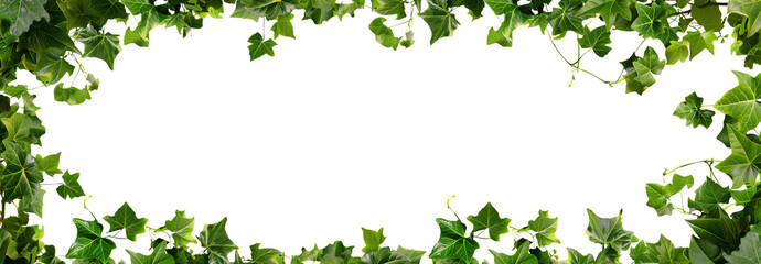 Ivy frame. Vine Frame. Frame of leaves. Transparent PNG background. Pen tool flawless cutout. Green leaves frame.	Floral background with copy space. 