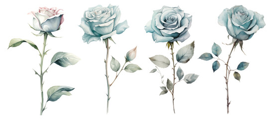 Set watercolor blue roses floral roses branches. Wedding concept a white background