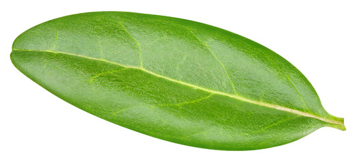 Pomegranate leaf isolated on white background