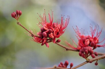 Schotia brachypetala red flower in garden blur background