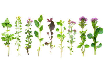 different types of seedlings, from flowers to vegetables, creating a varied and vibrant display against a white background.